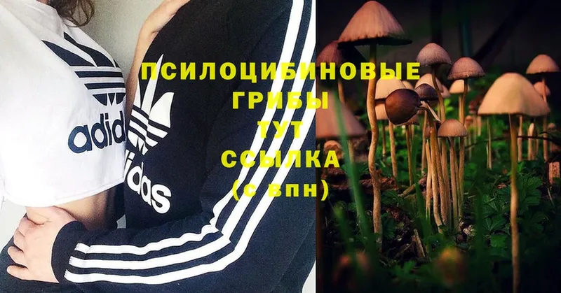 Псилоцибиновые грибы MAGIC MUSHROOMS  Владивосток 