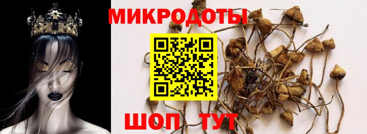 Псилоцибиновые грибы Cubensis Владивосток